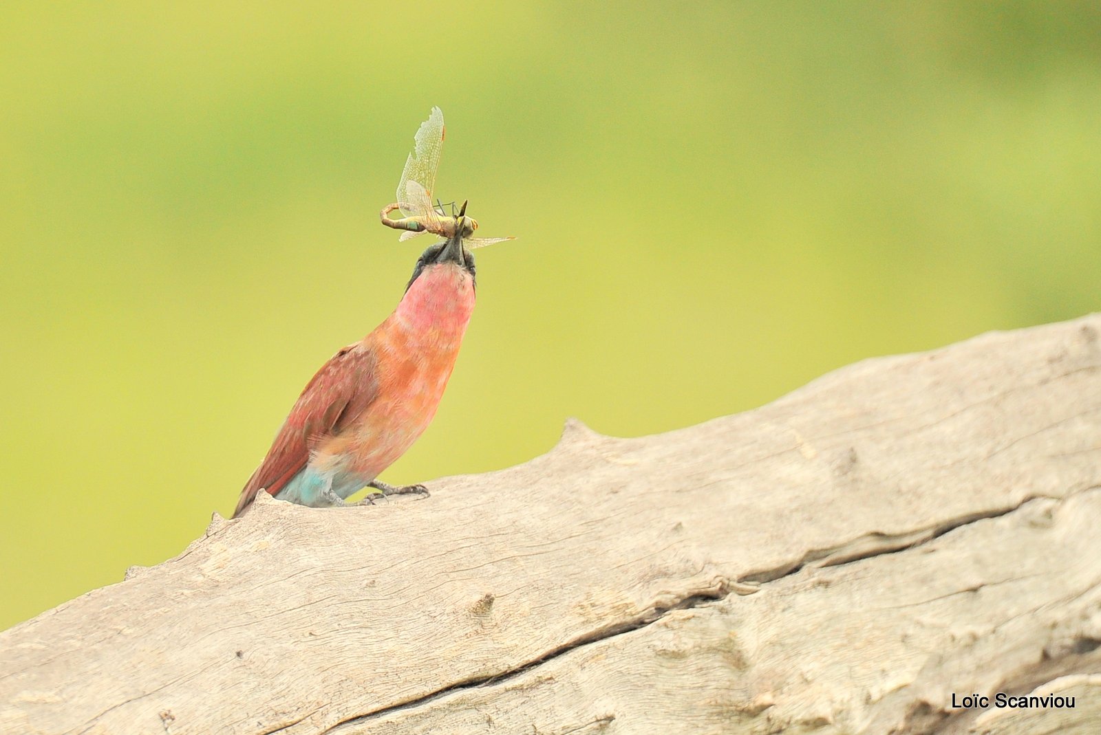 Guêpier carmin/Southern Carmine Bee-eater (5)