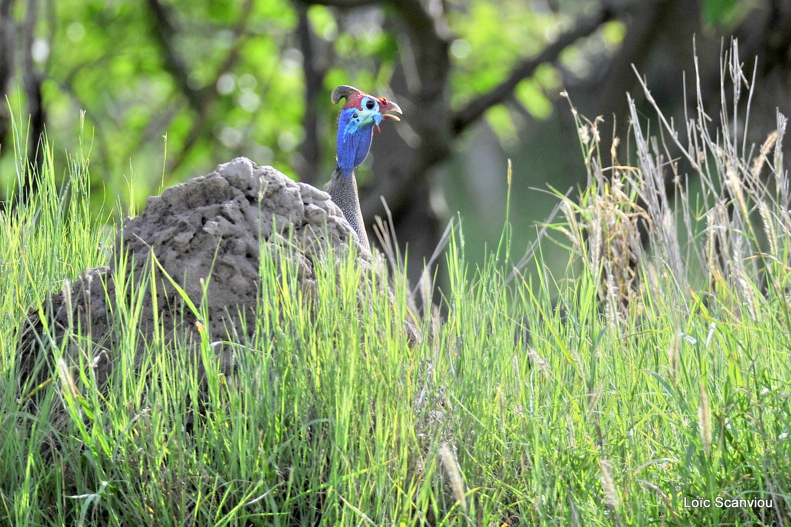 Pintade de Numidie/Helmeted Guineafowl (1)