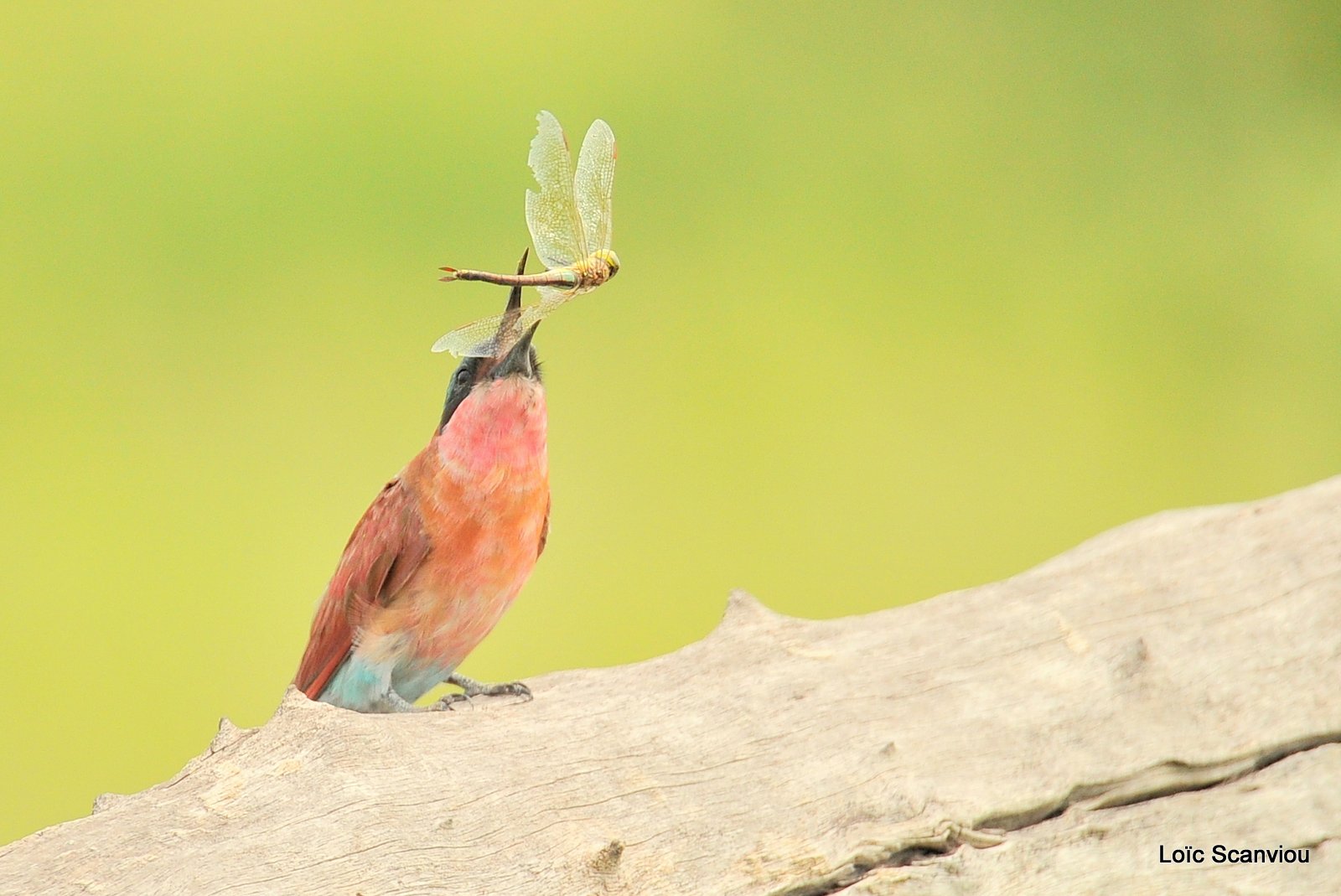 Guêpier carmin/Southern Carmine Bee-eater (6)