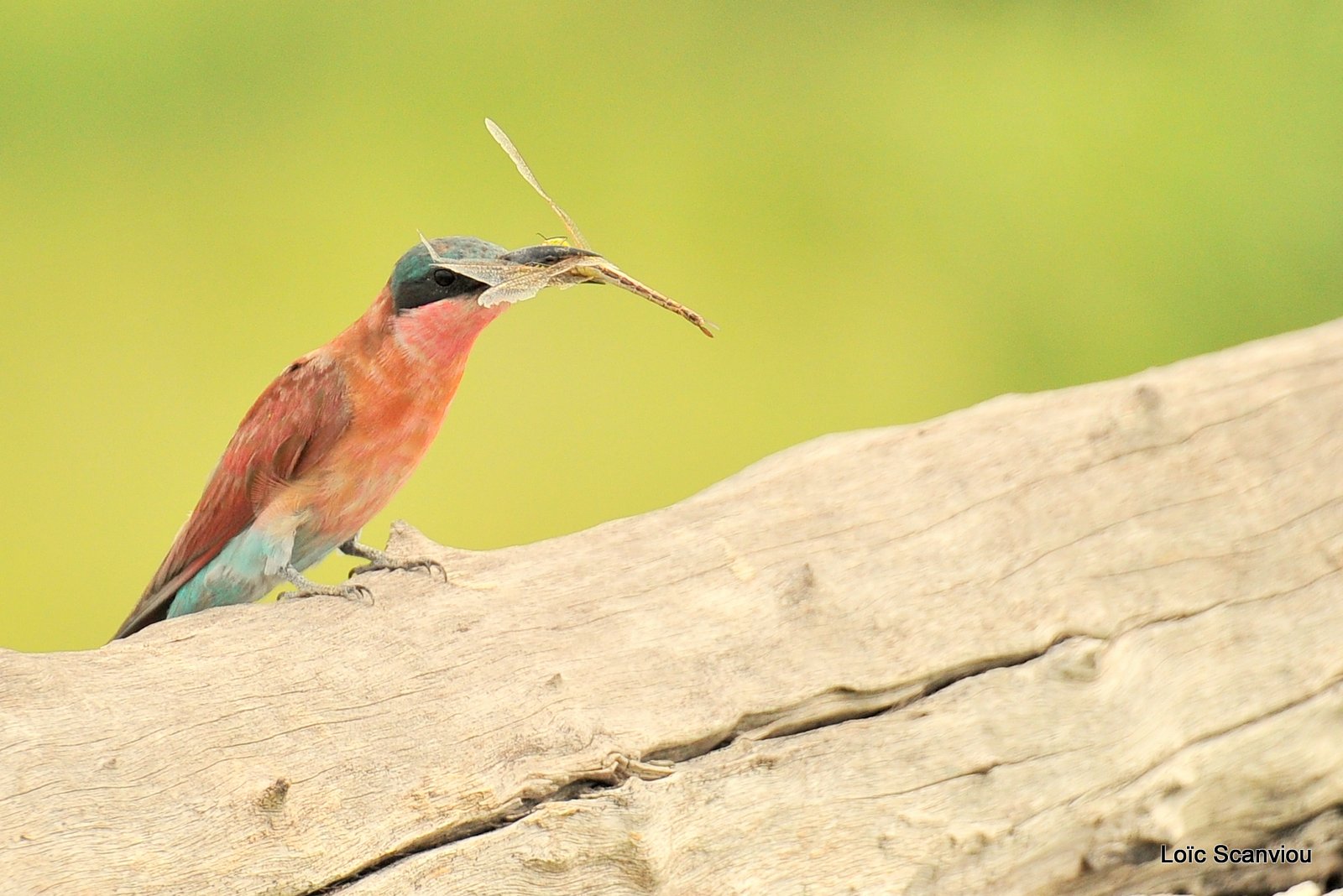 Guêpier carmin/Southern Carmine Bee-eater (7)