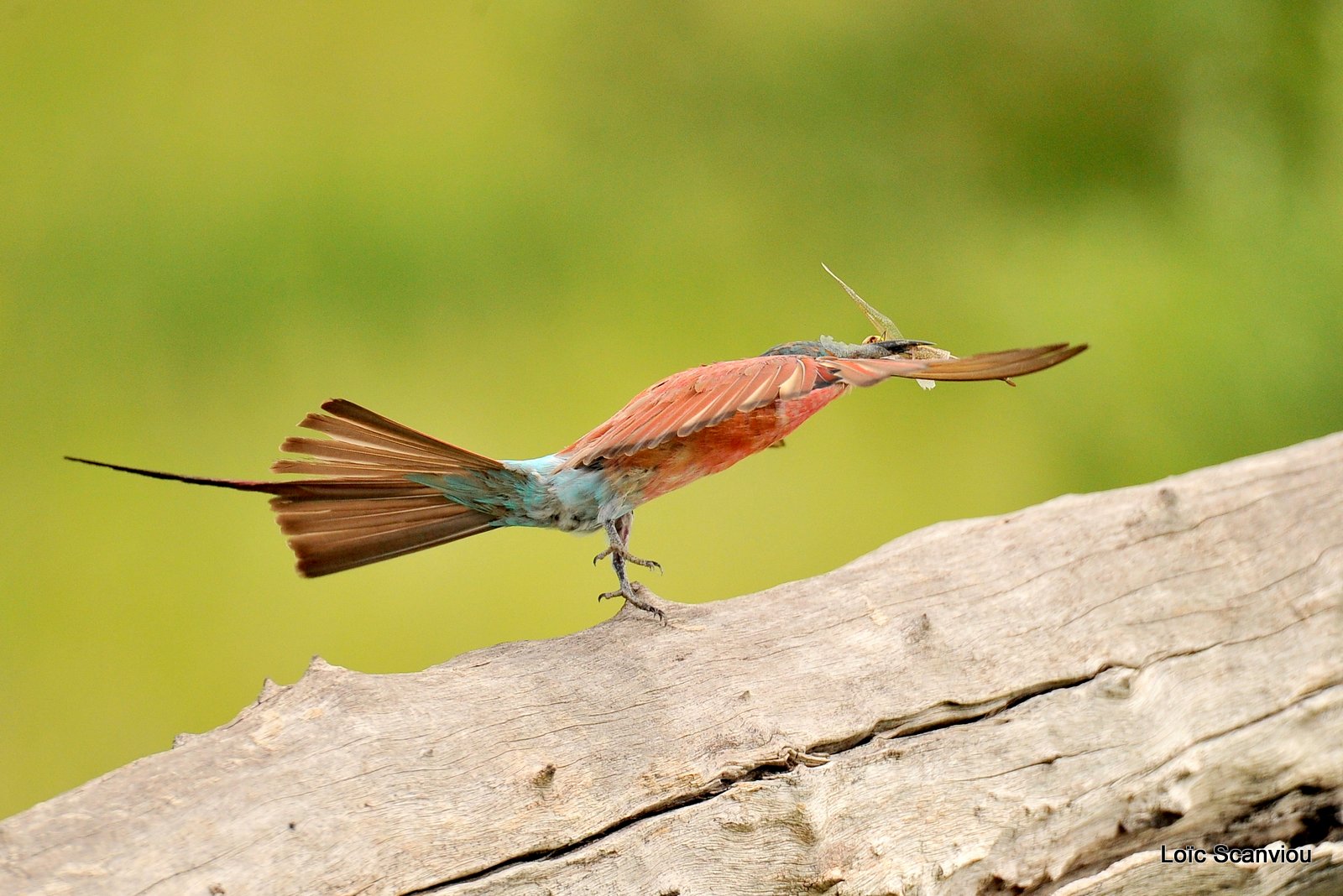 Guêpier carmin/Southern Carmine Bee-eater (8)