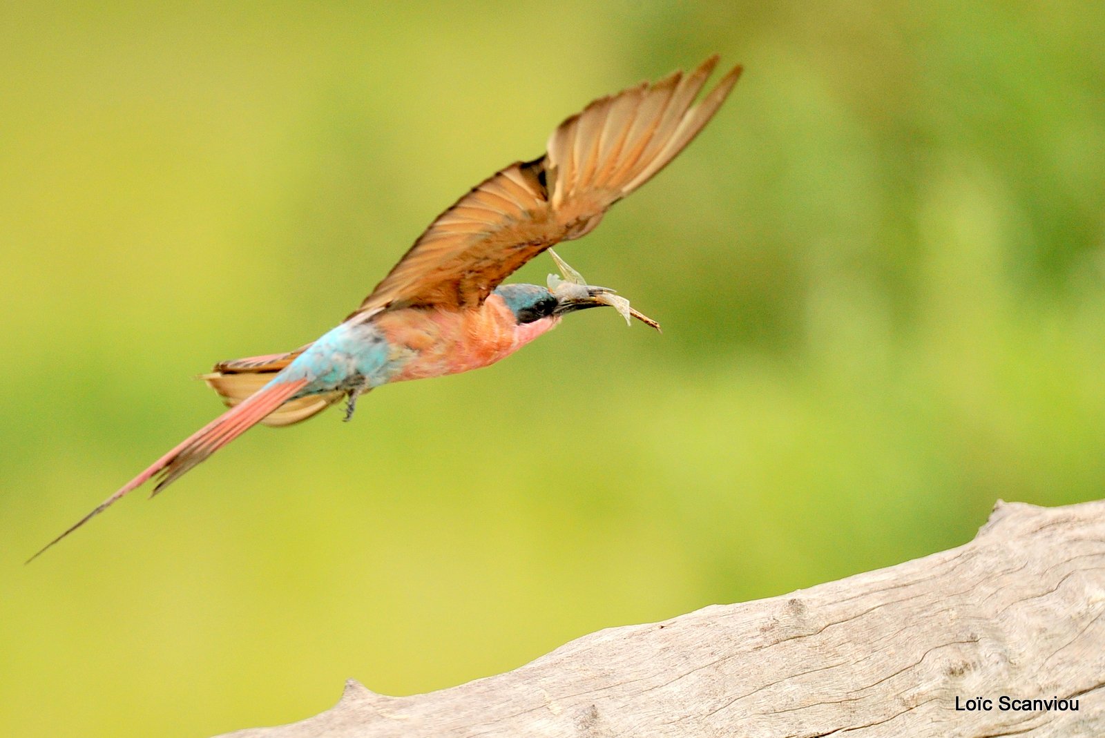 Guêpier carmin/Southern Carmine Bee-eater (9)