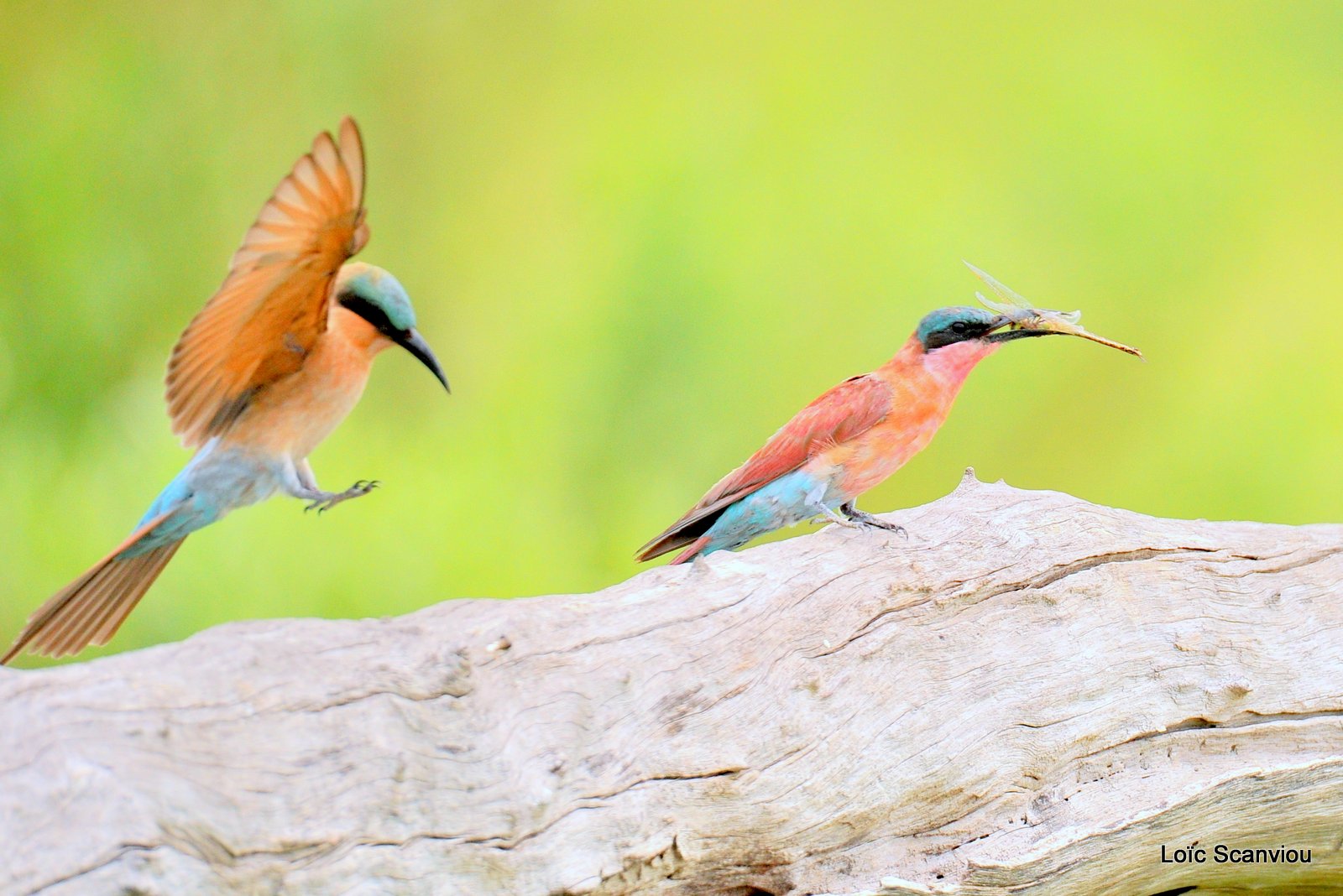 Guêpier carmin/Southern Carmine Bee-eater (10)