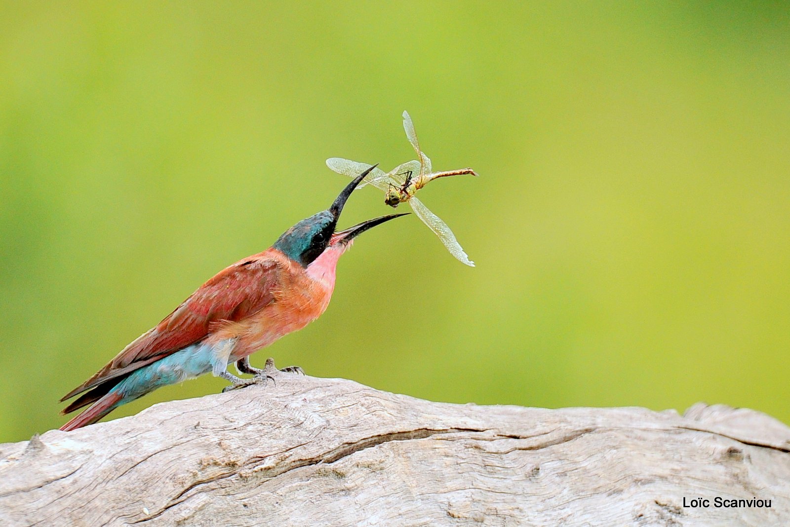 Guêpier carmin/Southern Carmine Bee-eater (11)