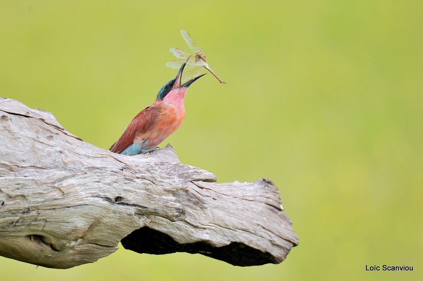 Guêpier carmin/Southern Carmine Bee-eater (12)