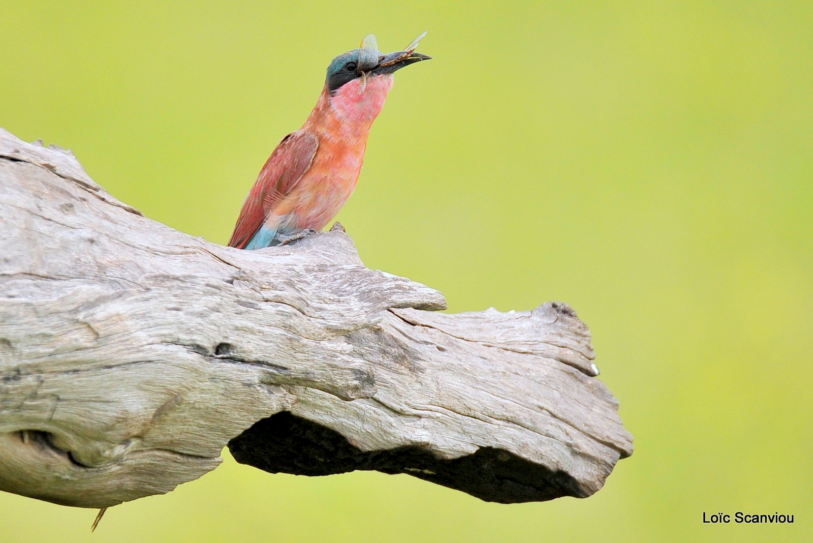 Guêpier carmin/Southern Carmine Bee-eater (13)