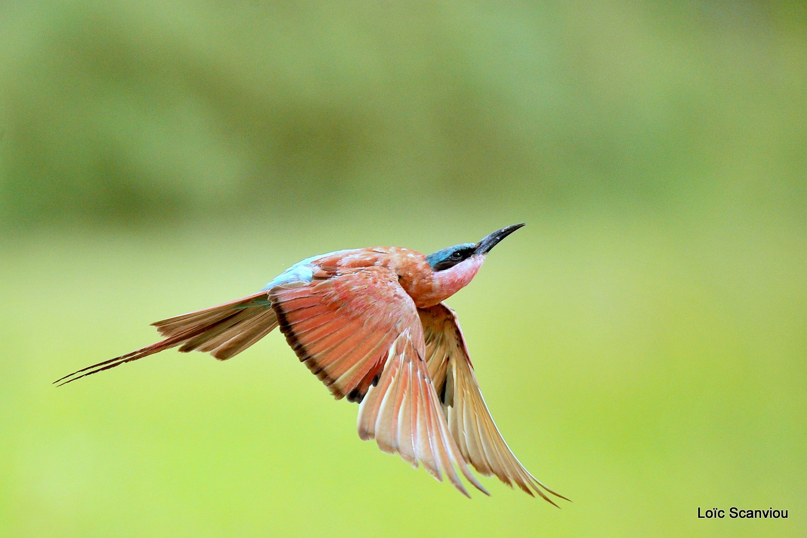 Guêpier carmin/Southern Carmine Bee-eater (14)