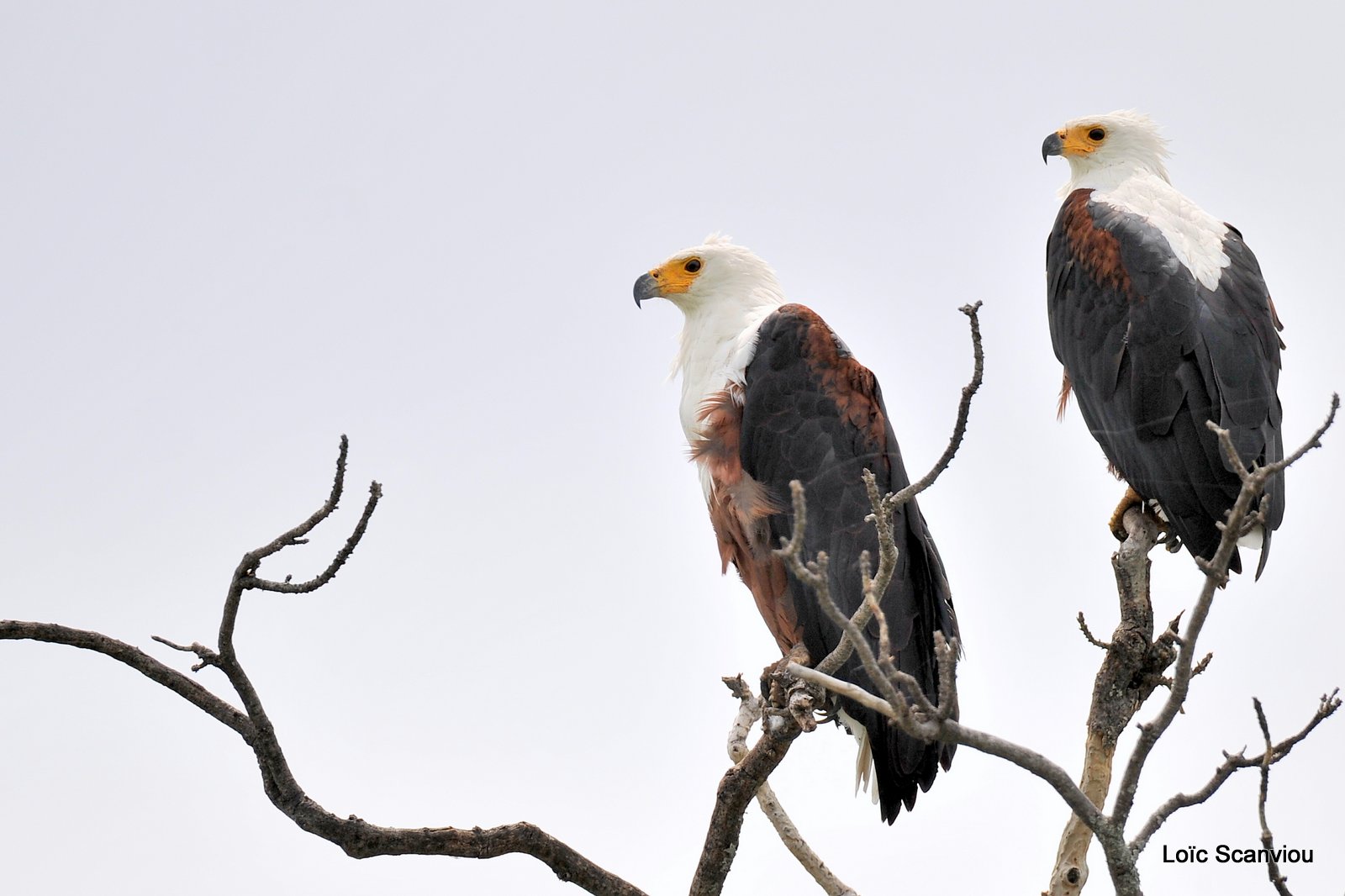 Pygargue vocifère/African fish Eagle (2)