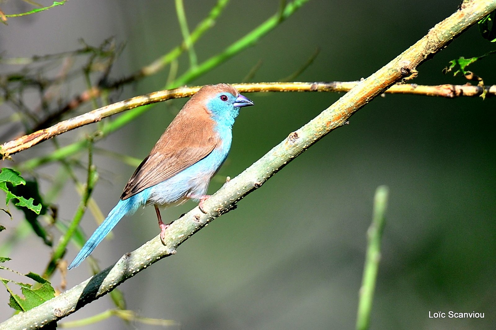 Cordonbleu d'Angola/Blue Waxbill (1)