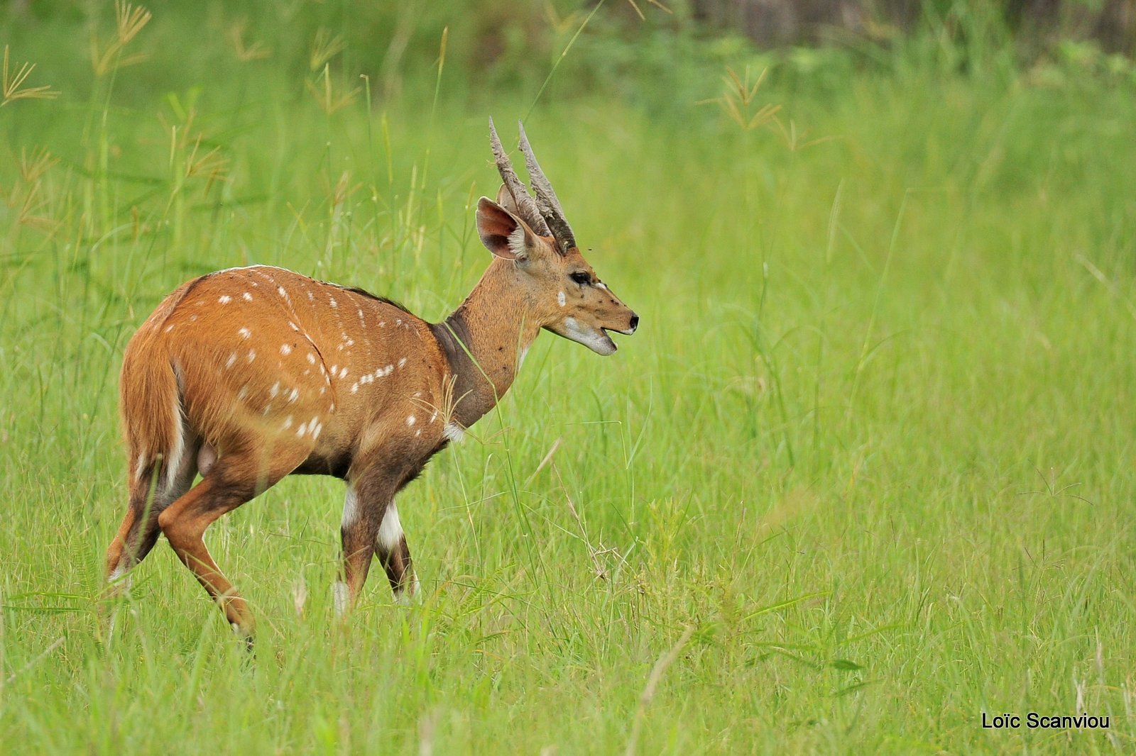 Guib harnaché/Bushbuck (2)