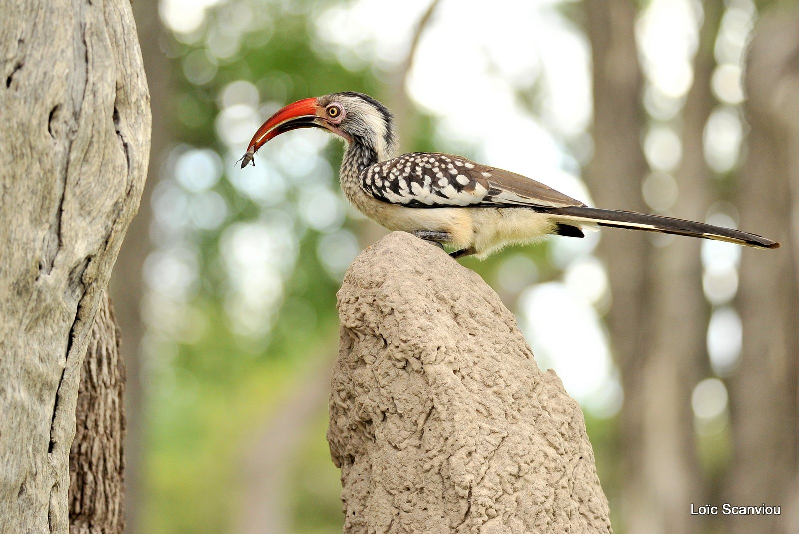 Calao à bec rouge/Red-billed Hornbill (2)