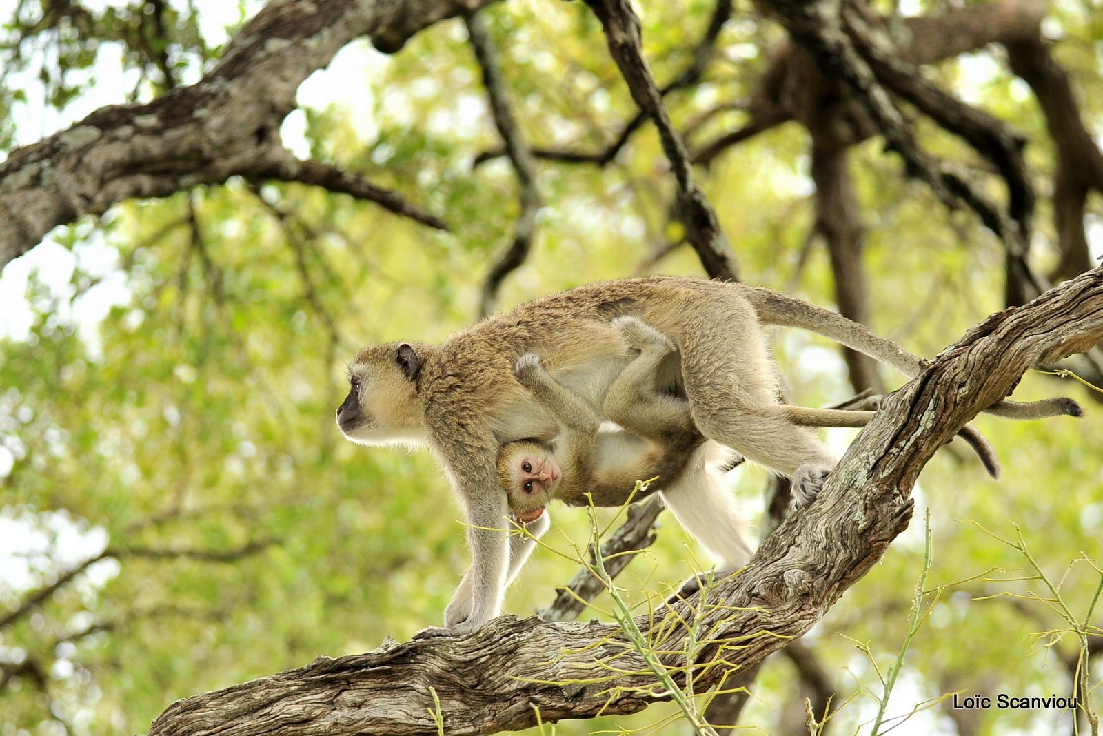 Vervet/Vervet Monkey (2)