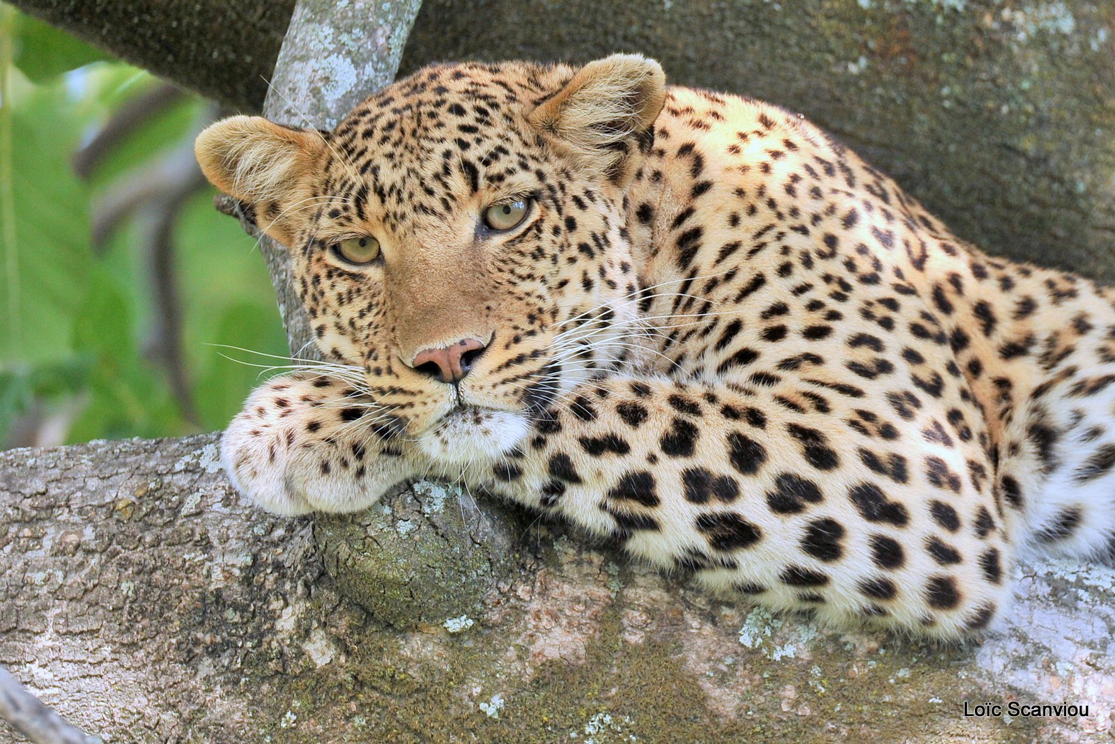 Léopard/Leopard (14)