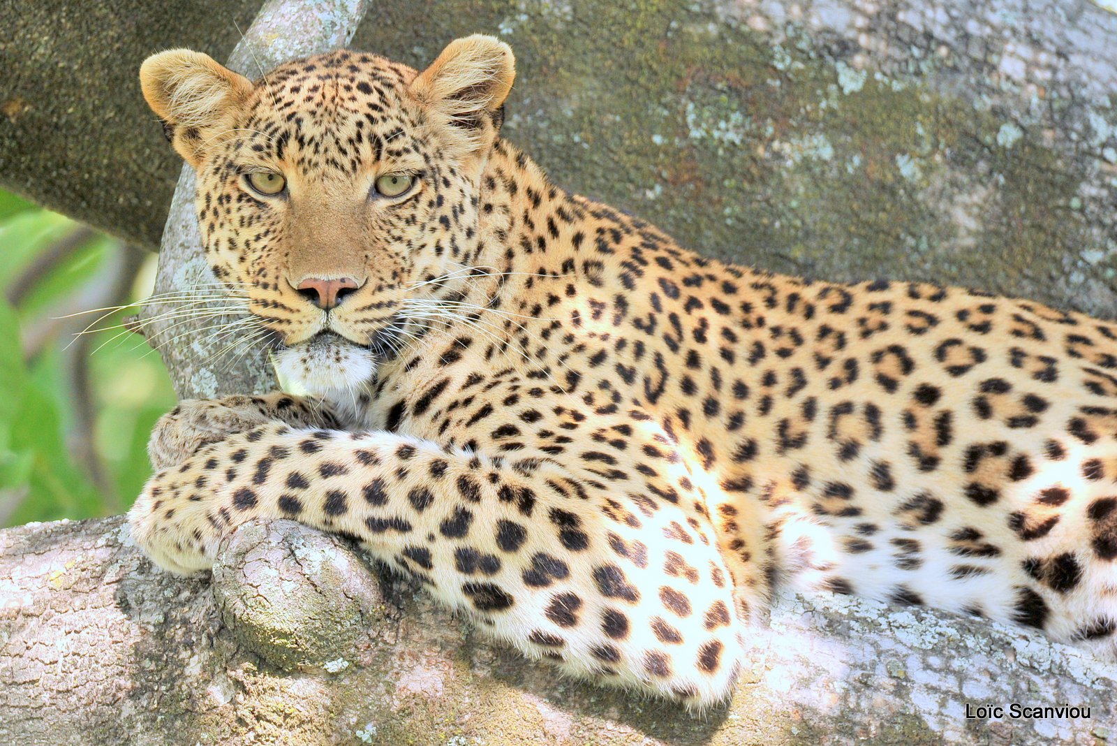 Léopard/Leopard (18)