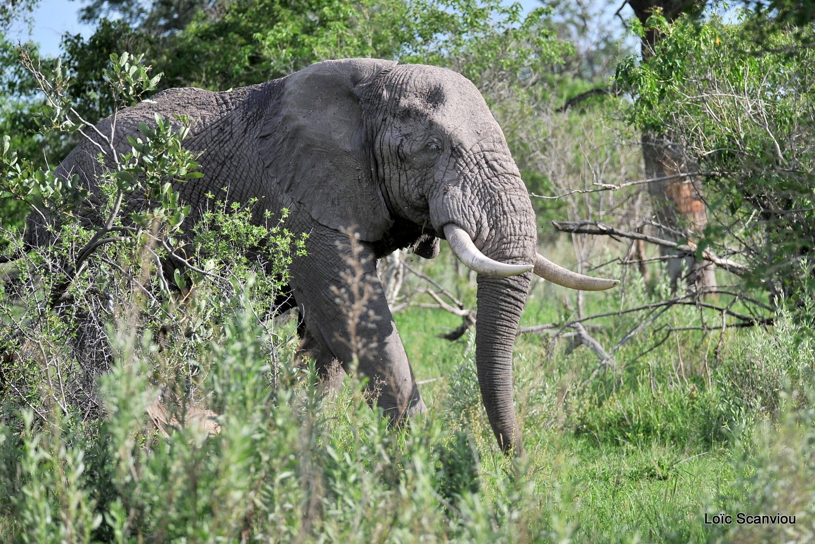 Eléphant d'Afrique/African Elephant (1)