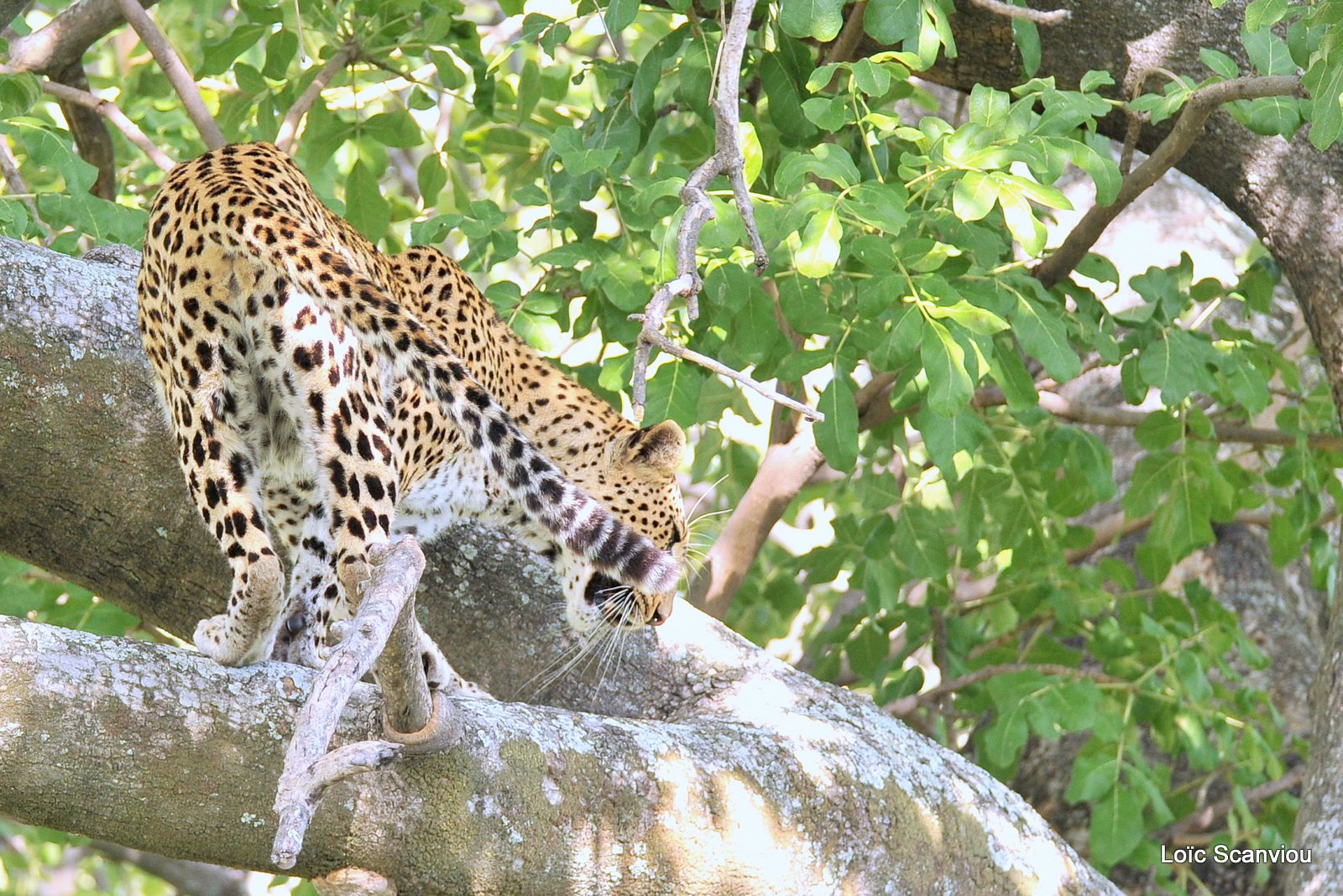 Léopard/Leopard (19)