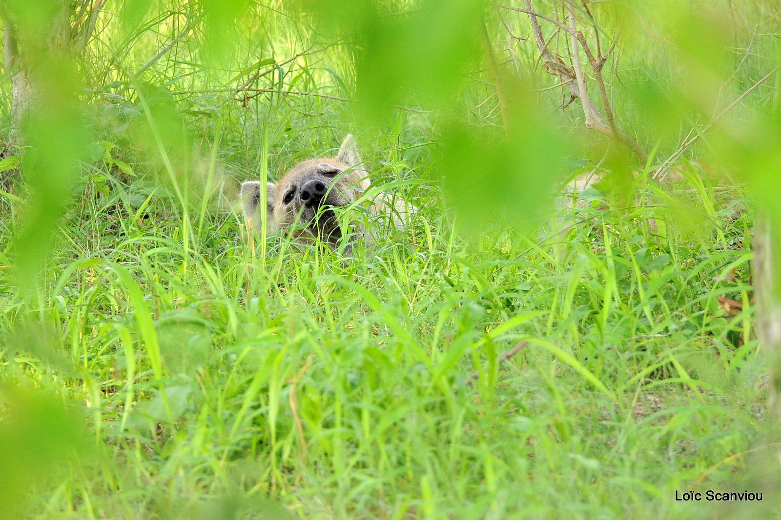 Hyène tachetée/Spotted Hyena (1)