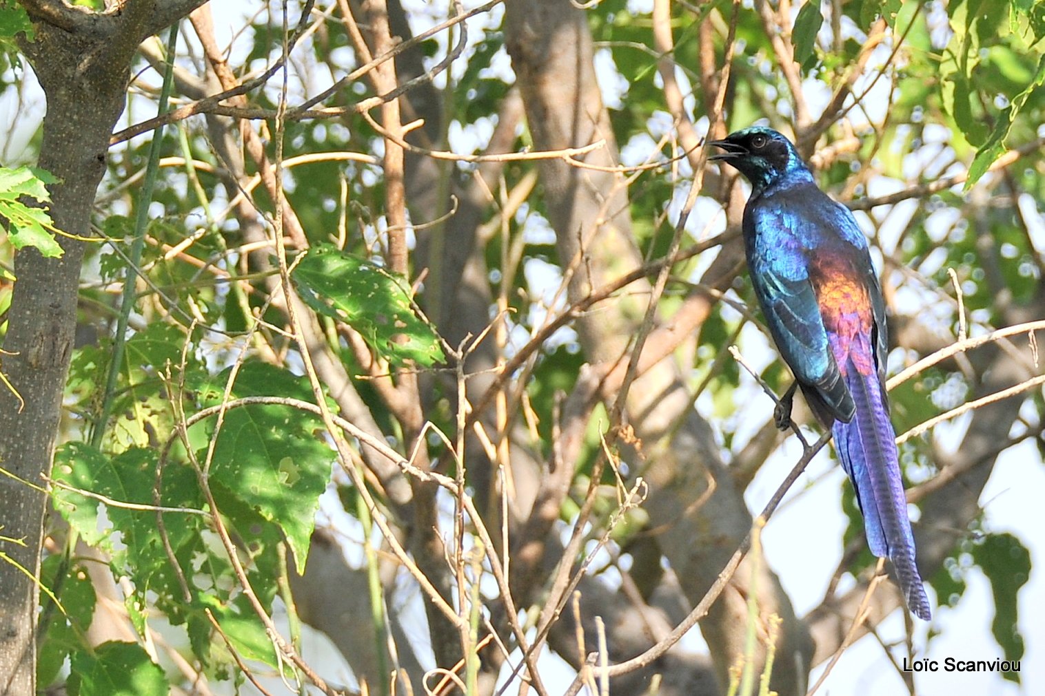 Choucador de Burchell/Burchell's Starling (1)