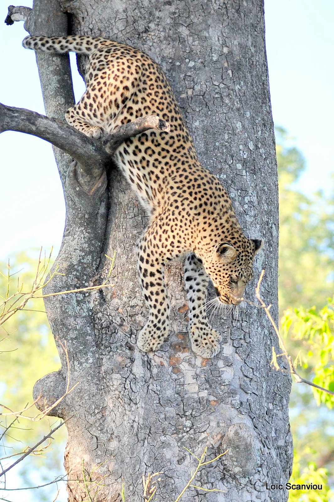 Léopard/Leopard (30)