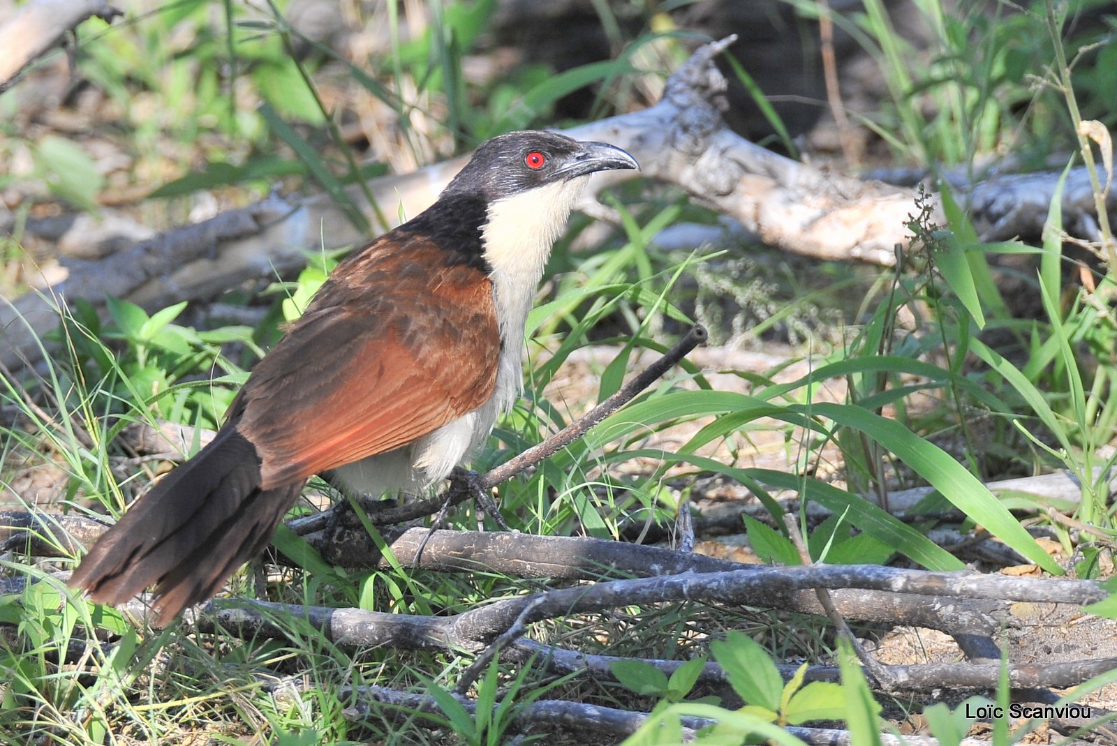 Coucal du Senegal/Senegal Coucal (1)