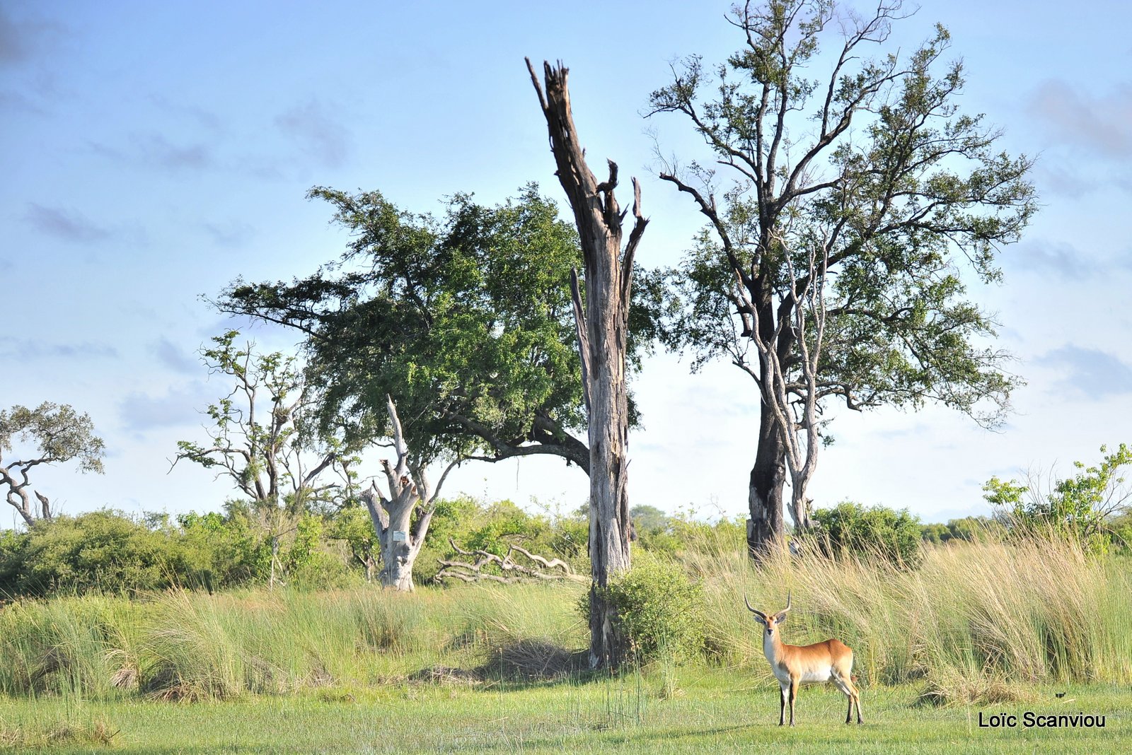 Cobe de Lechwe/Red Lechwe (2)