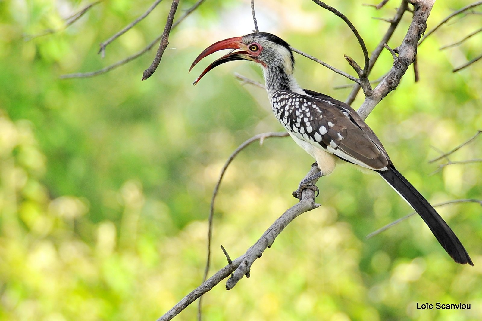 Calao à bec rouge/Red-billed Hornbill (1)