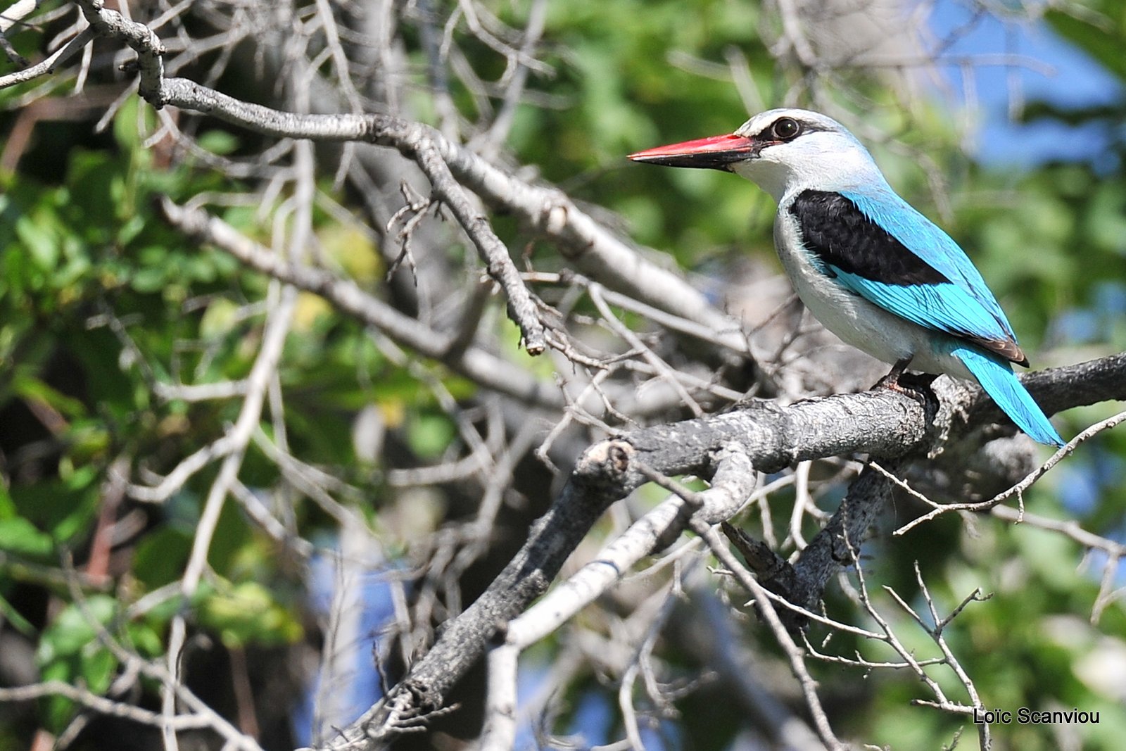 Martin-chasseur du Sénégal/Woodland Kingfisher (2)