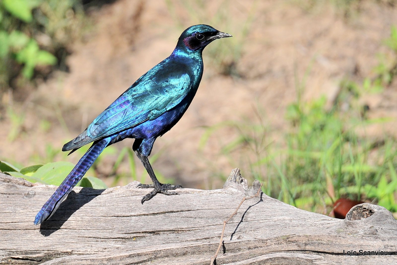 Choucador de Meves/Meves's Starling (1)