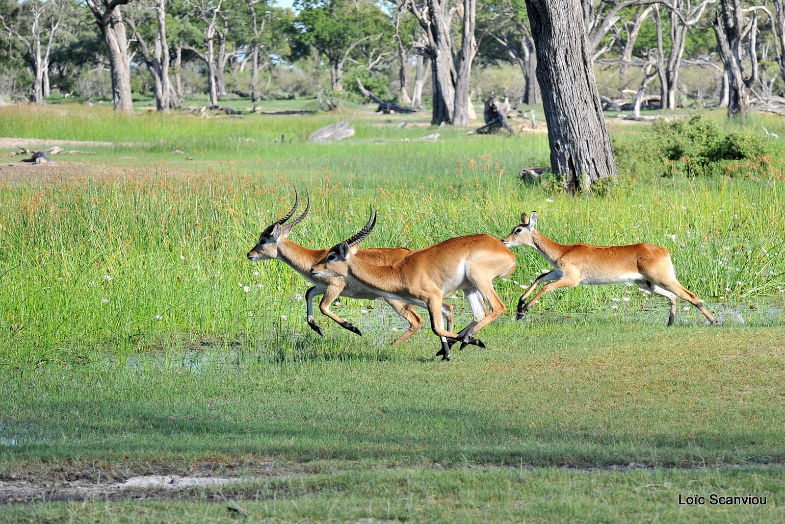 Cobe de Lechwe/Red Lechwe (3)