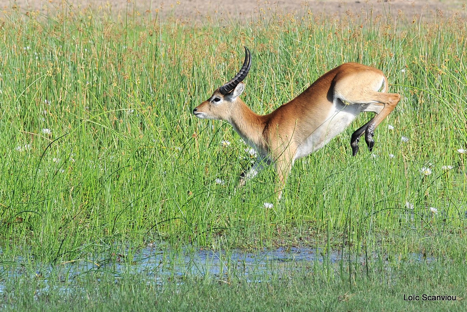 Cobe de Lechwe/Red Lechwe (4)