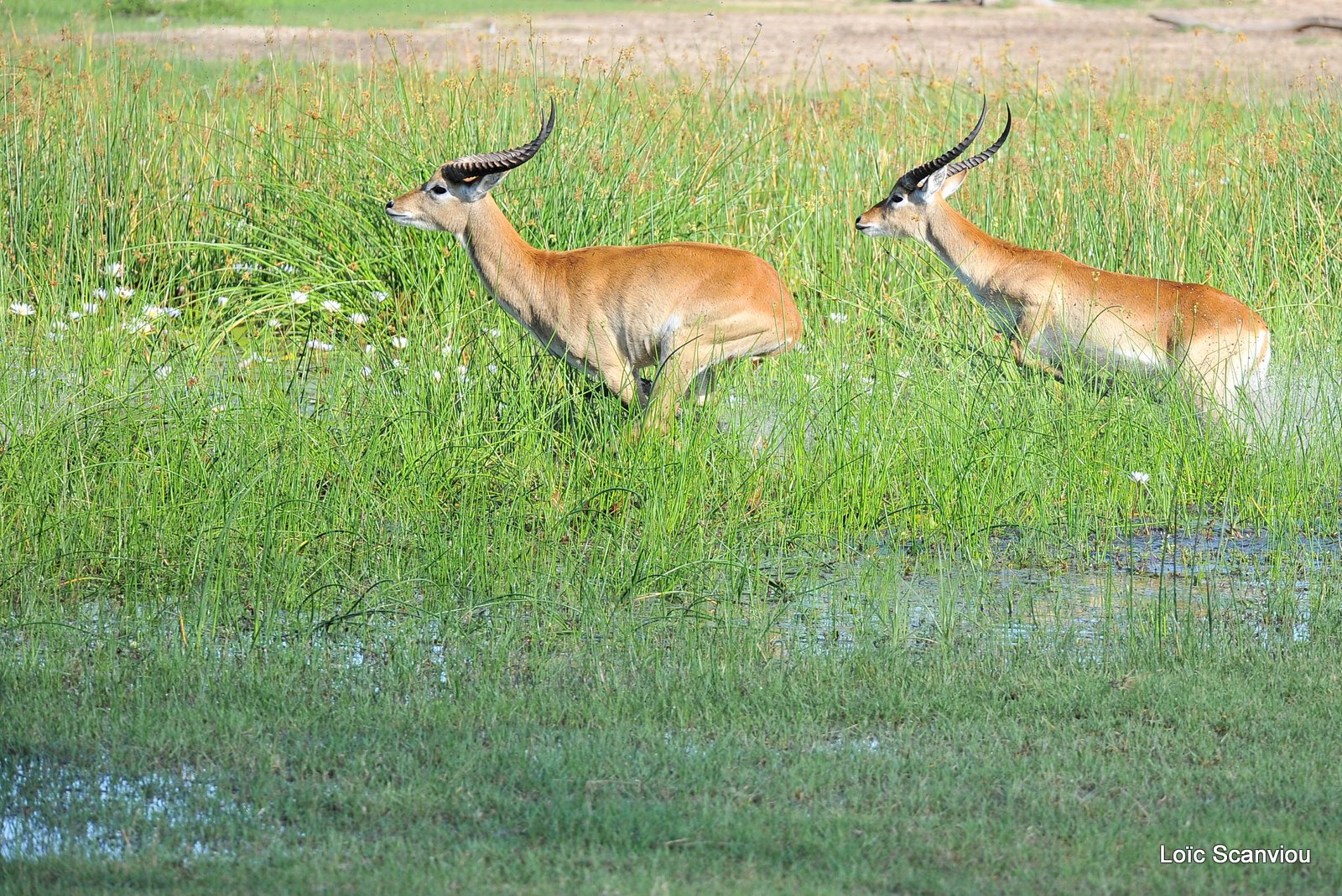 Cobe de Lechwe/Red Lechwe (5)