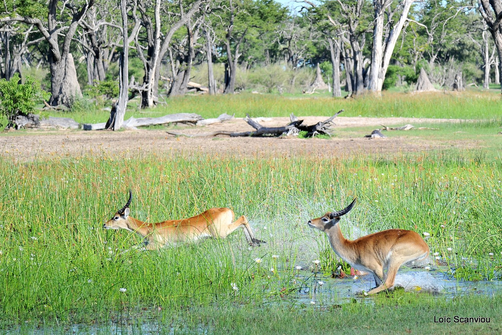 Cobe de Lechwe/Red Lechwe (6)