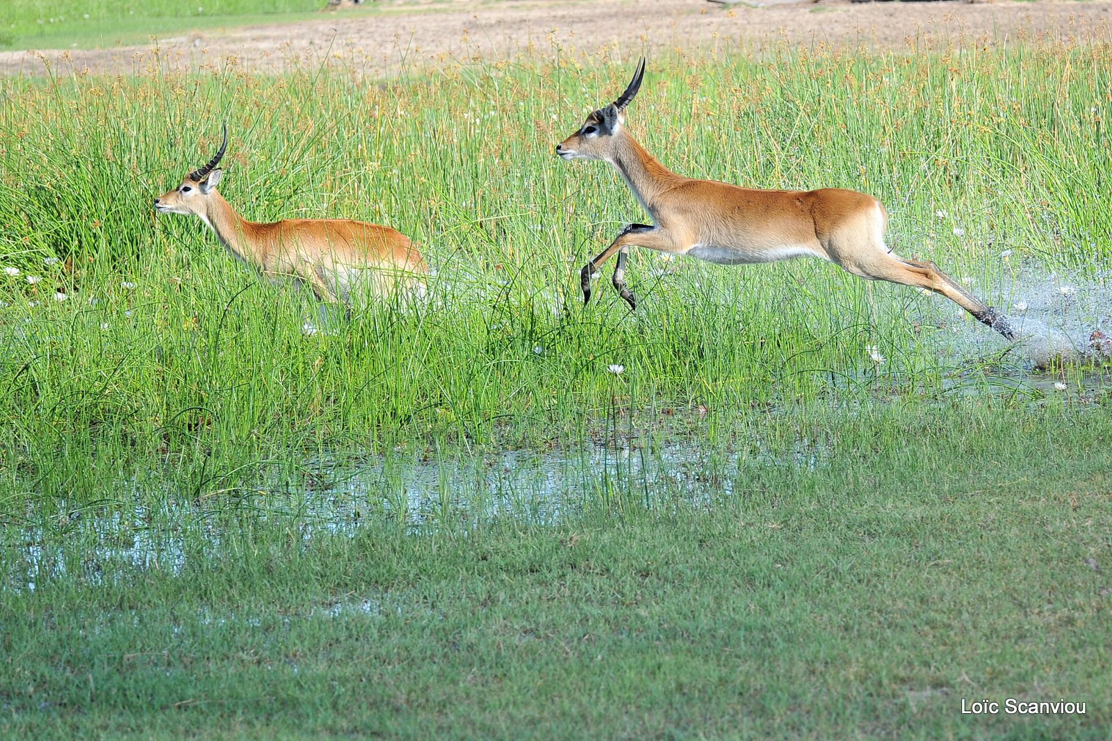 Cobe de Lechwe/Red Lechwe (7)