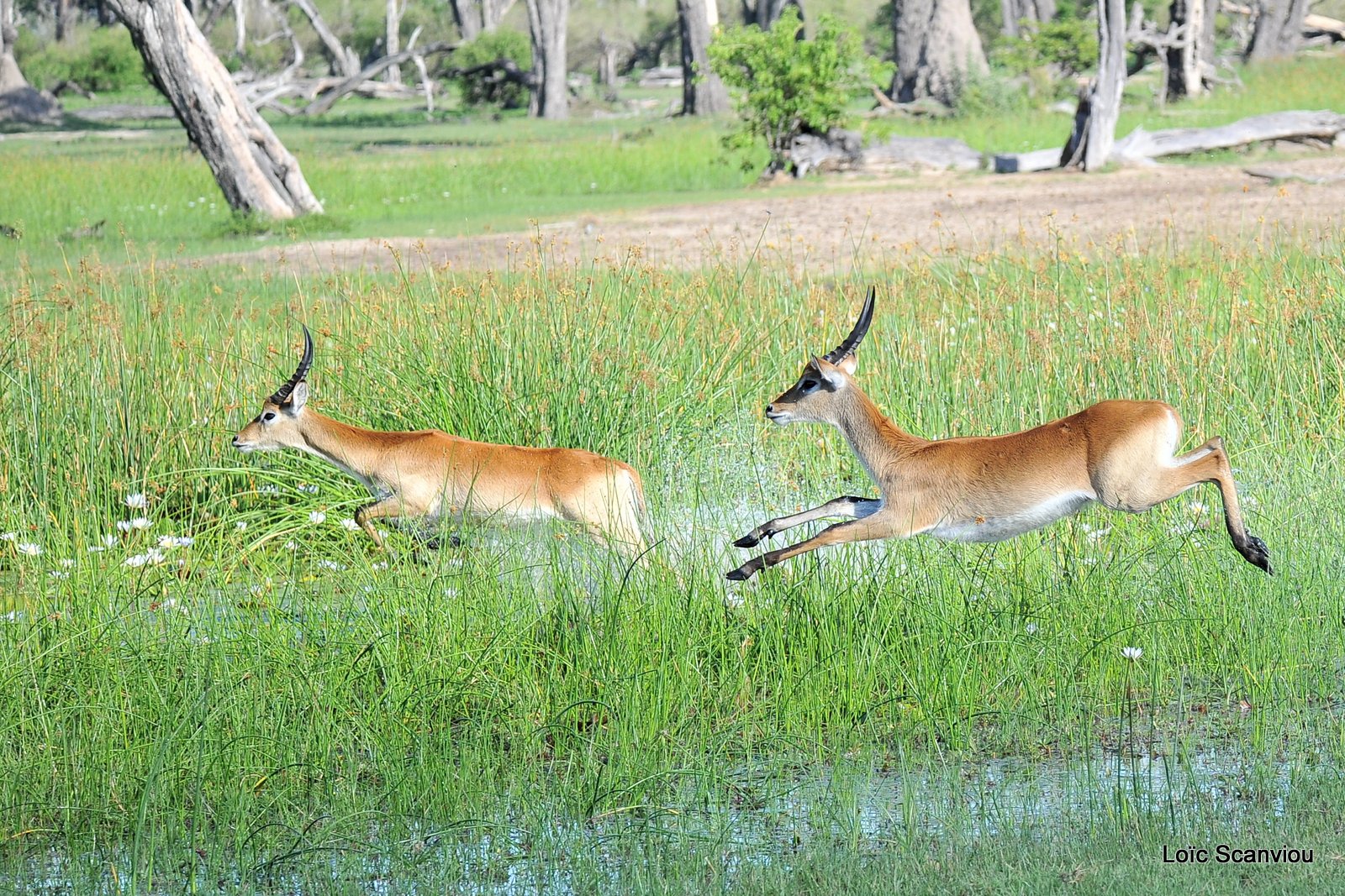 Cobe de Lechwe/Red Lechwe (8)