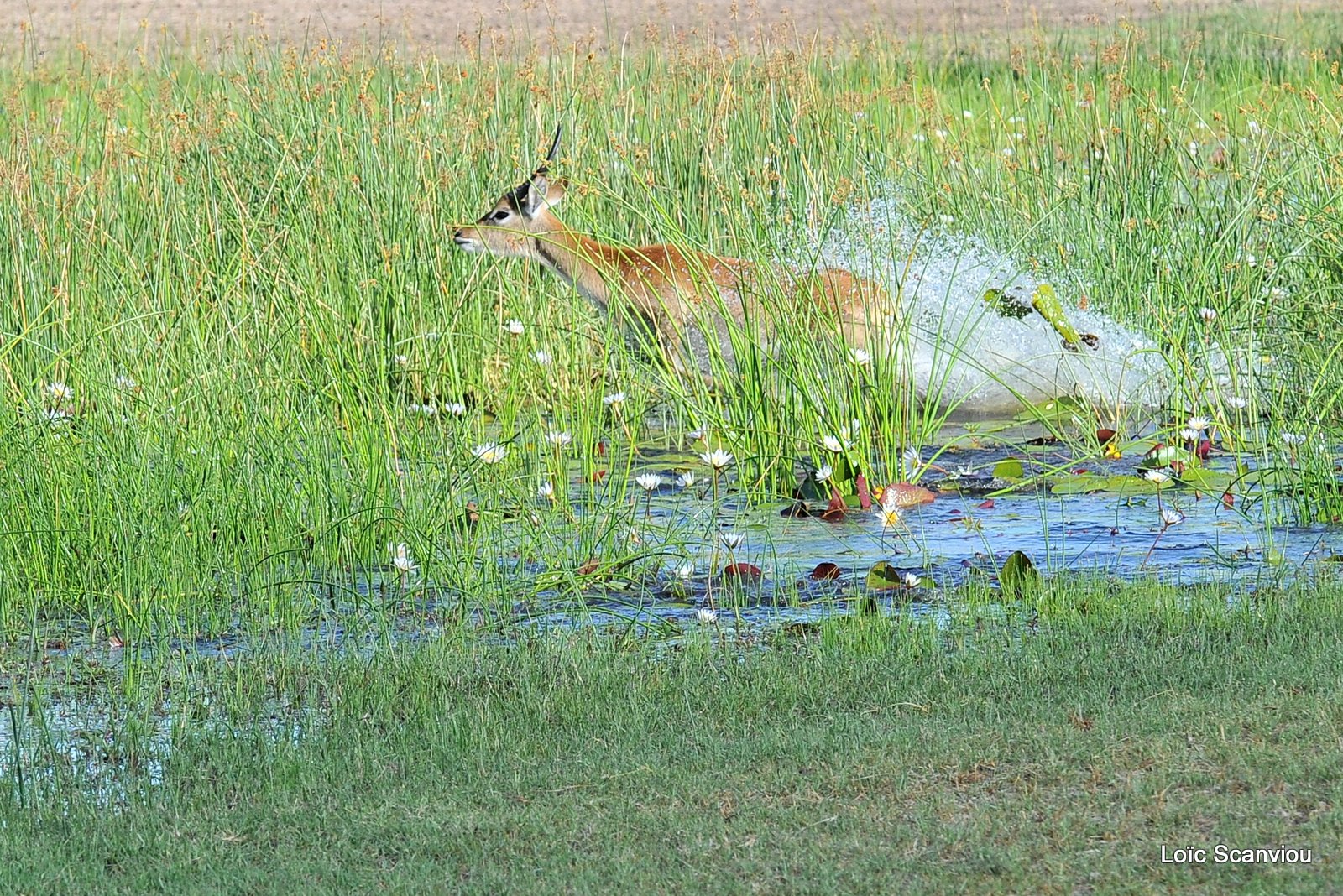 Cobe de Lechwe/Red Lechwe (9)