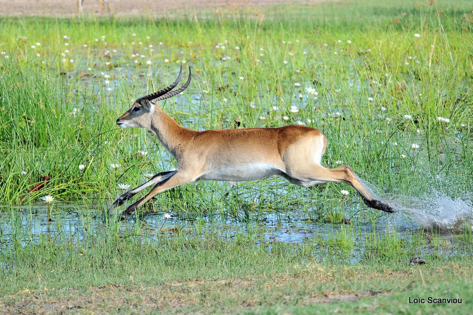 Cobe de Lechwe/Red Lechwe (10)