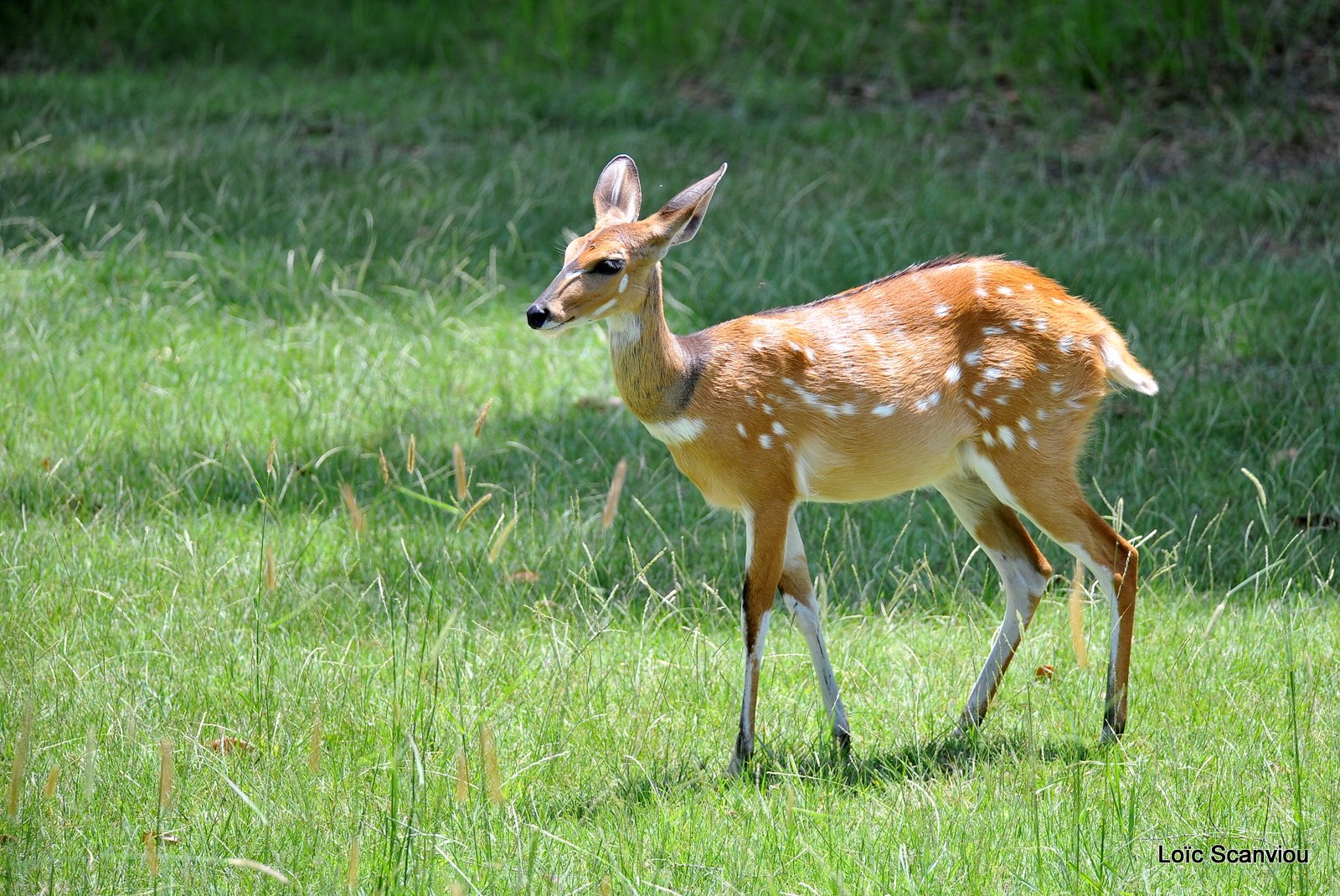 Guib harnaché/Bushbuck (1)