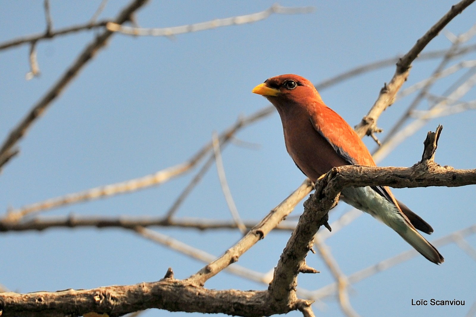 Rolle violet/Broad-billed Roller (1)