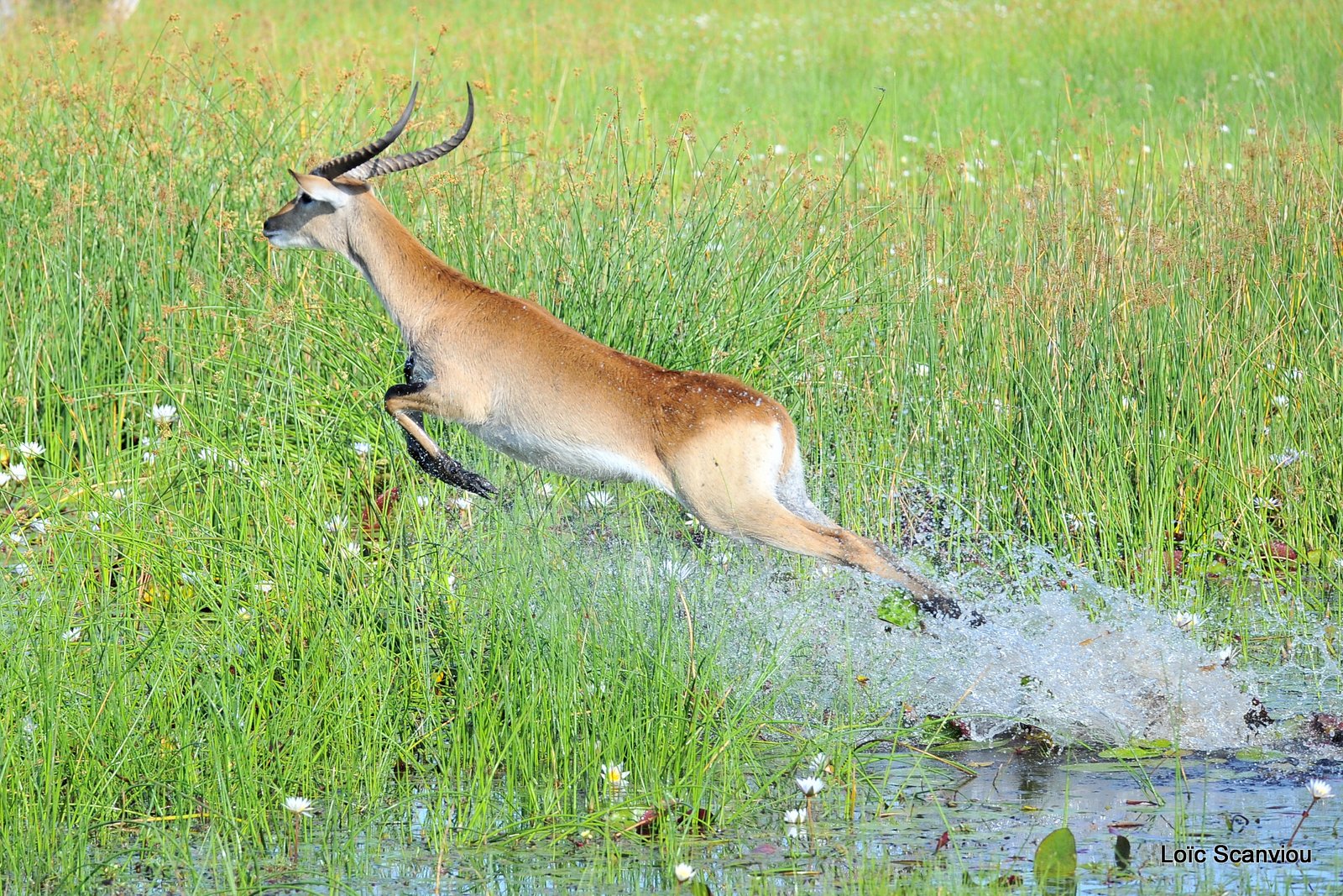 Cobe de Lechwe/Red Lechwe (11)