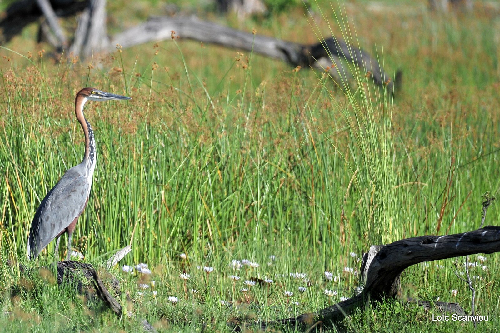 Héron goliath/Goliath Heron (1)