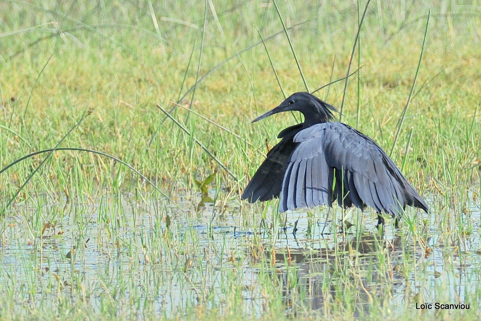 Aigrette ardoisée/Black Heron (1)