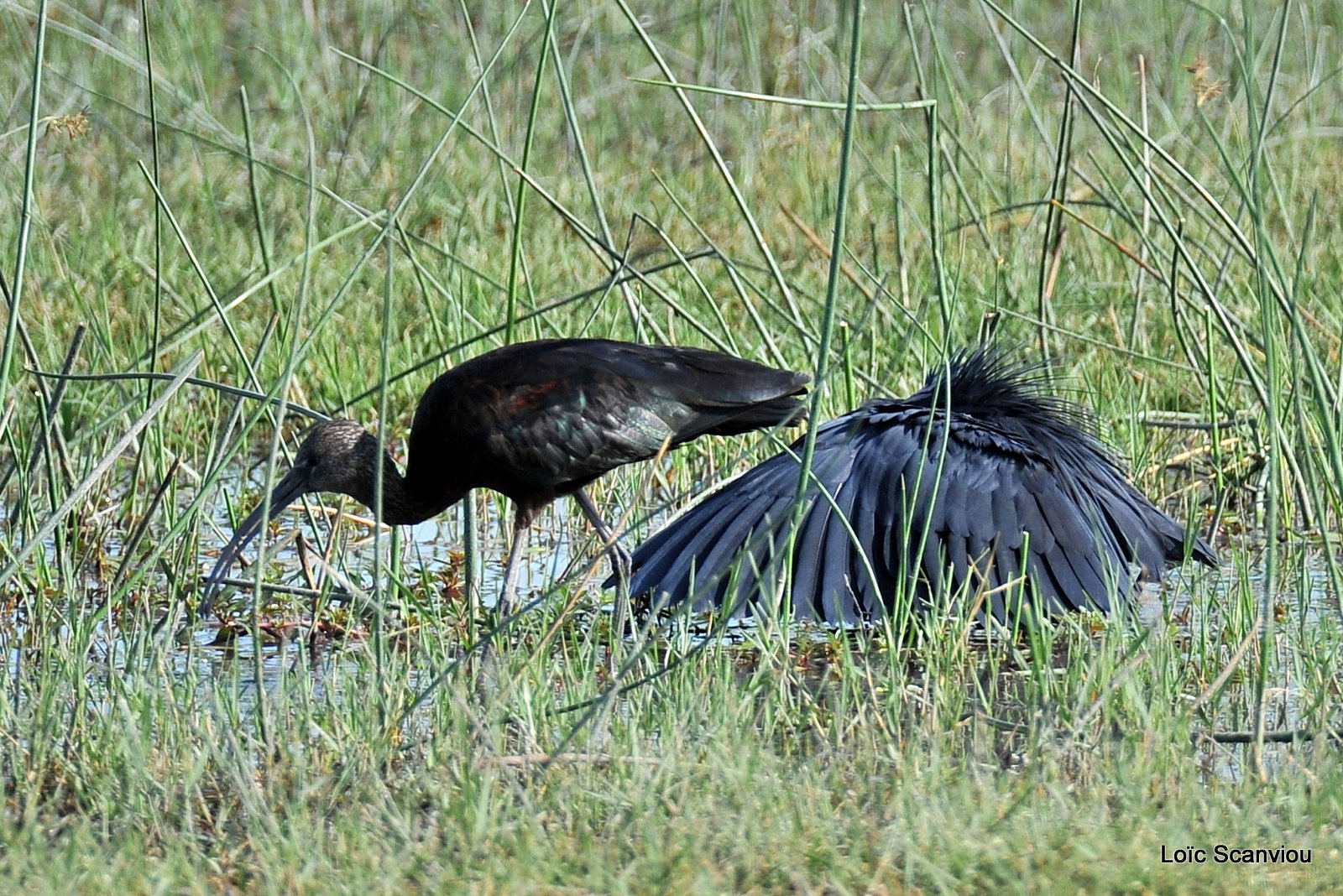 Aigrette ardoisée et ibis falcinelle/Black Heron and Glossy Ibis (1)