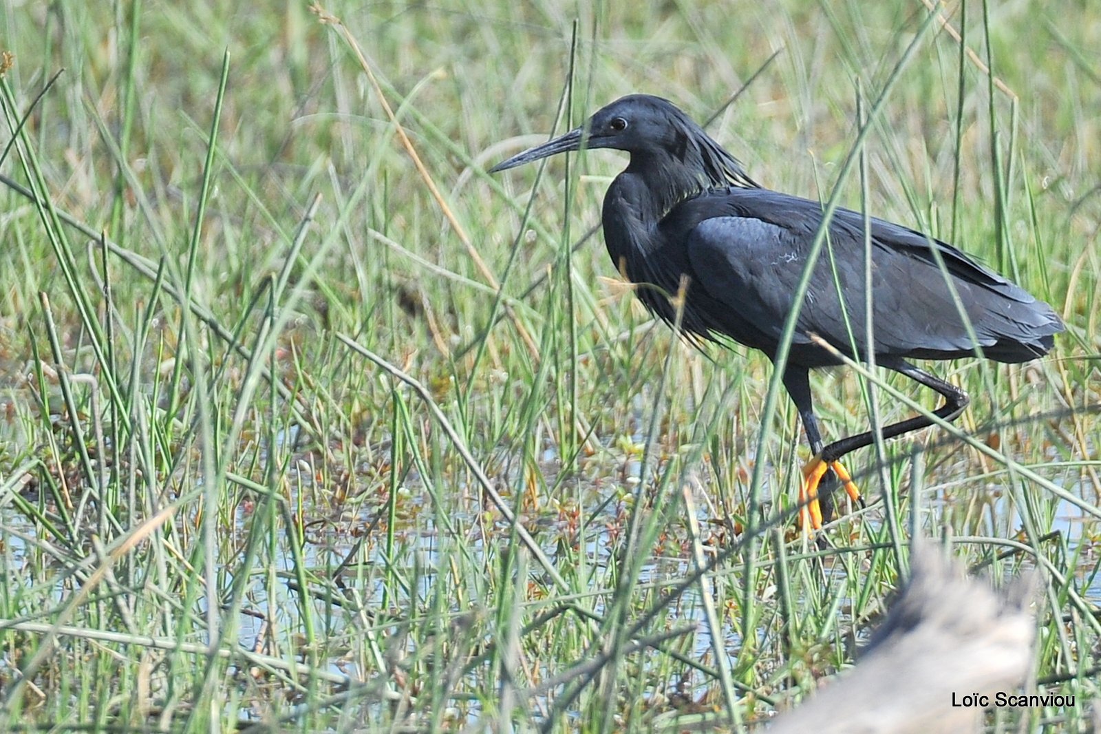 Aigrette ardoisée/Black Heron (2)