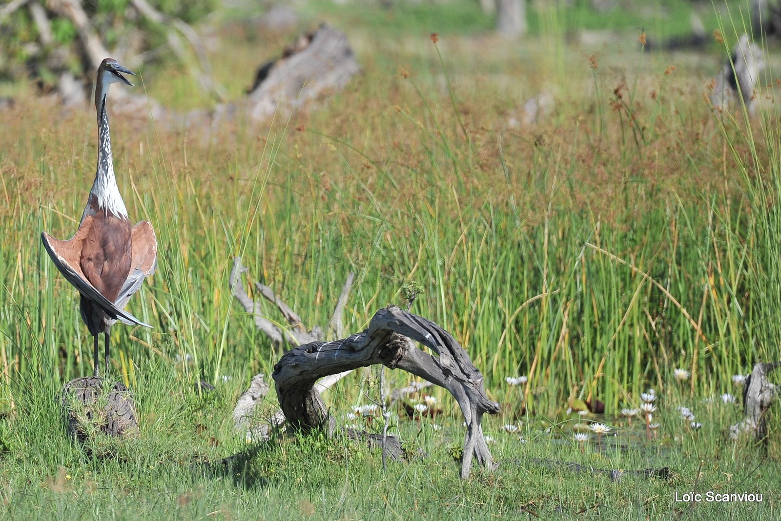 Héron goliath/Goliath Heron (2)