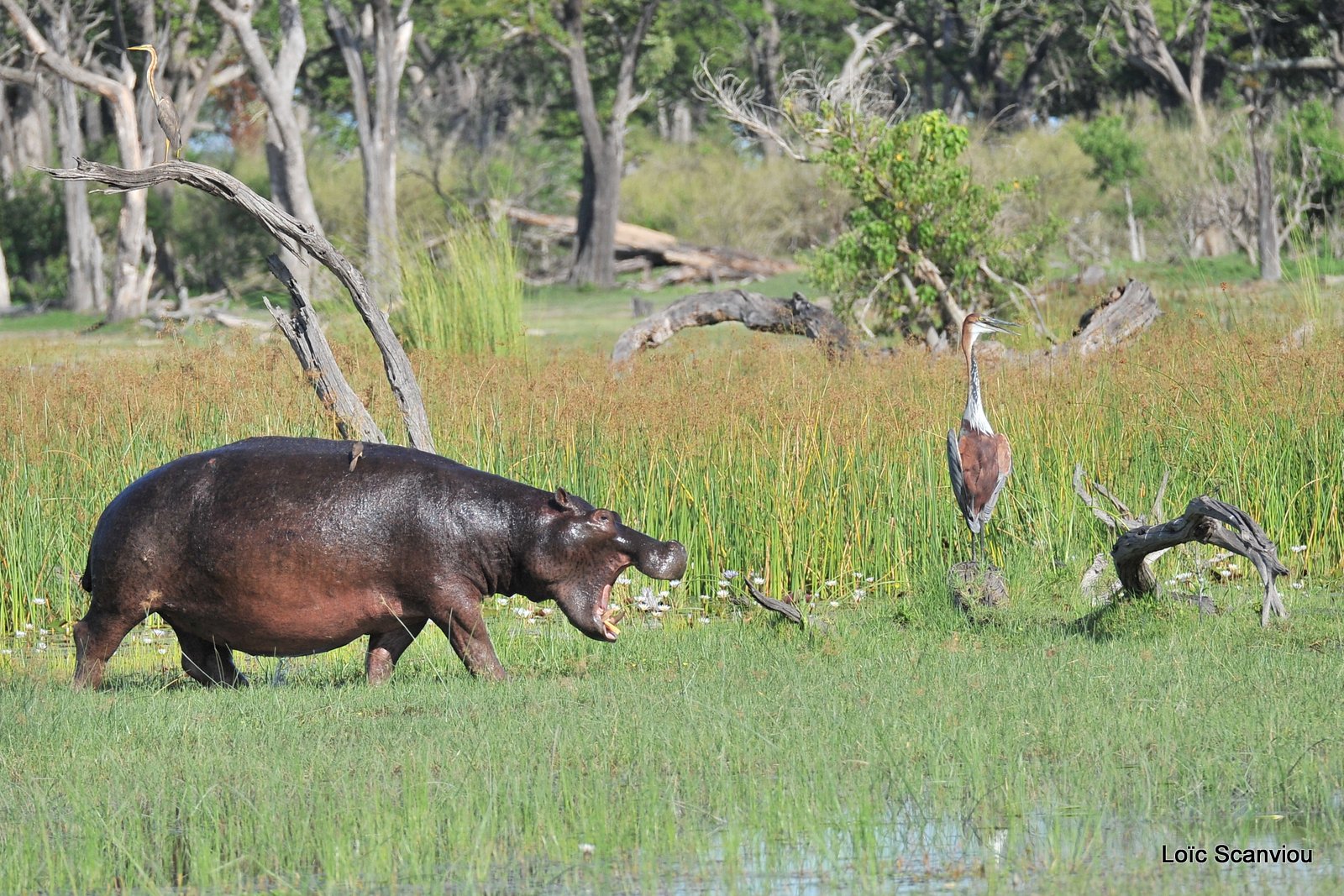 Hippopotame amphibie/Hippopotamus (6)