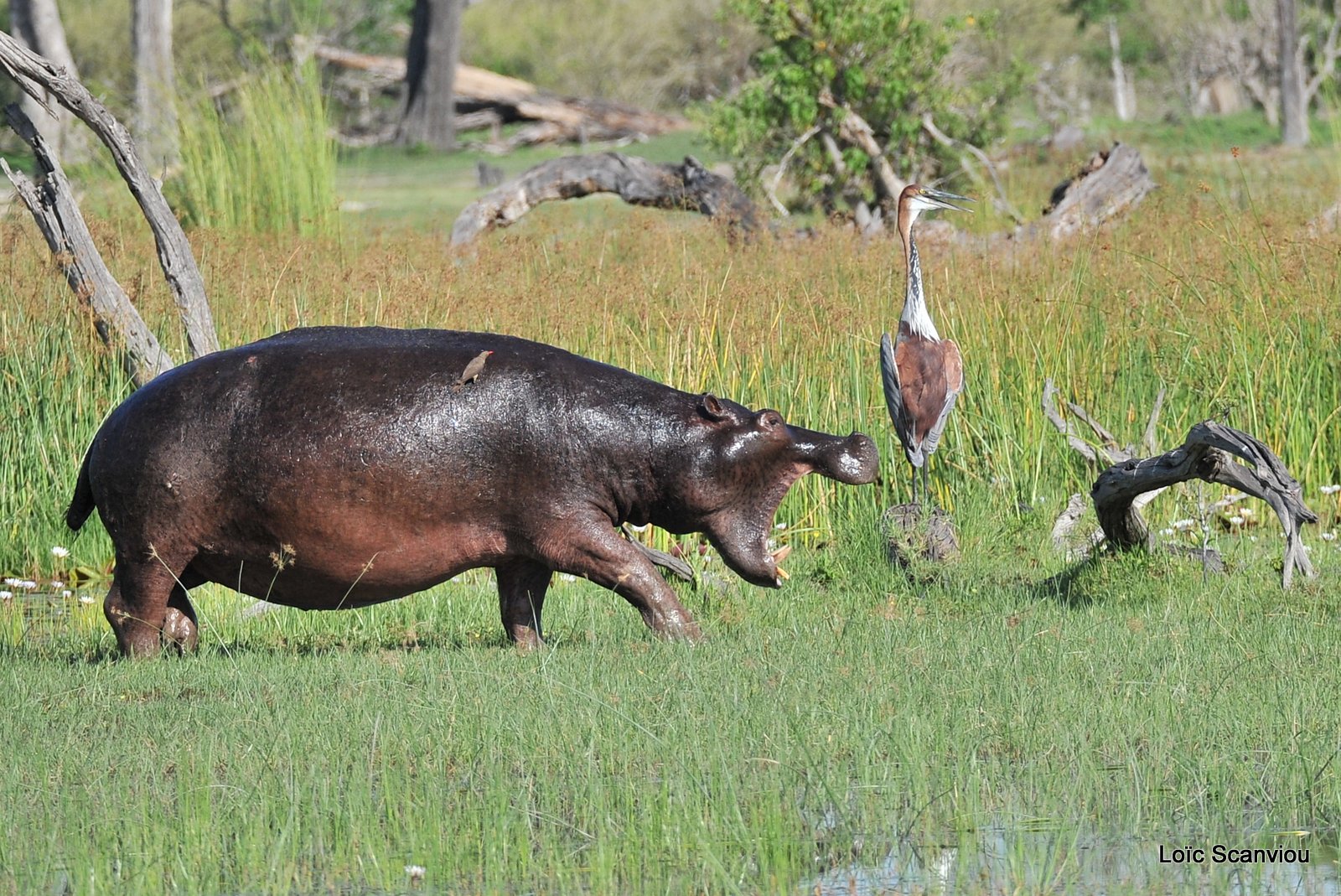 Hippopotame amphibie/Hippopotamus (7)