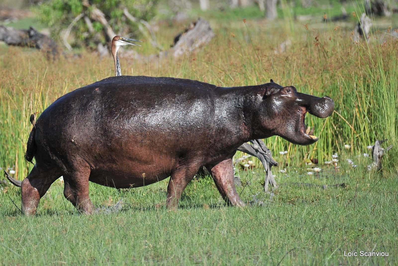 Hippopotame amphibie/Hippopotamus (8)