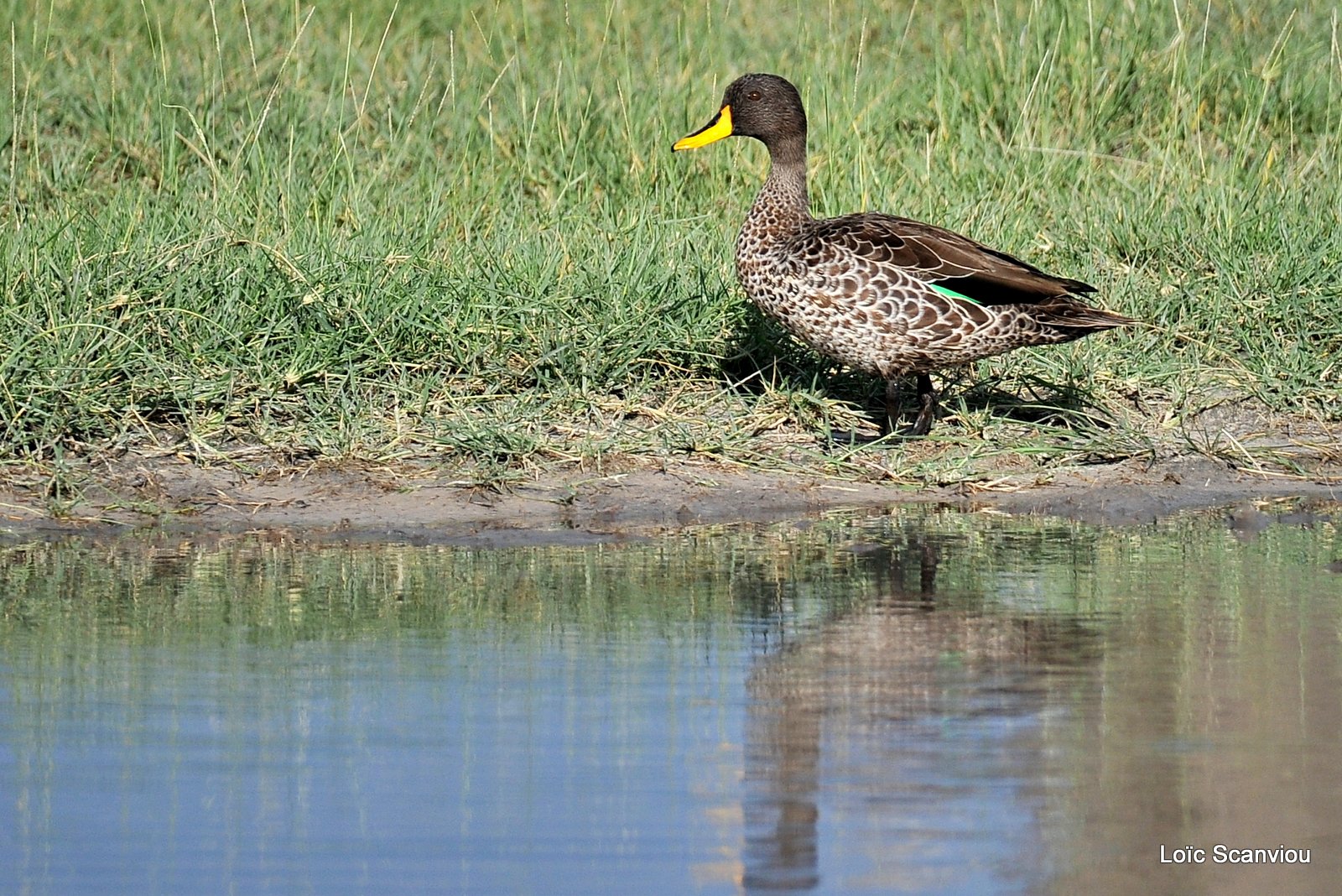 Canard à bec jaune/Yellow-billed Duck (1)