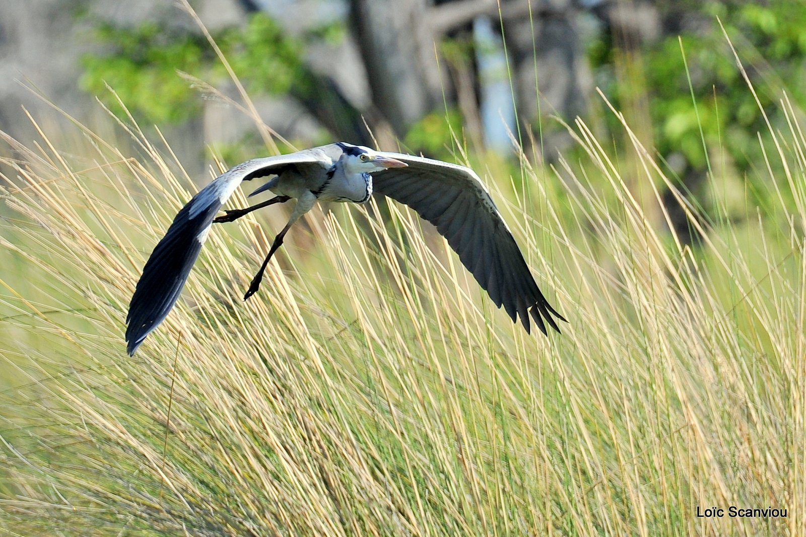 Héron cendré/Grey Heron (1)