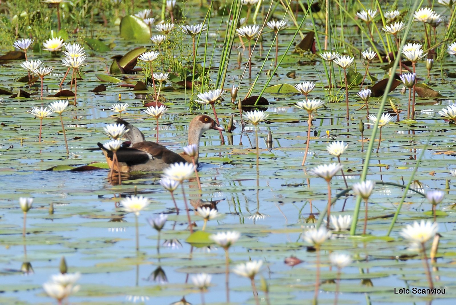 Ouette d'Égypte/Egyptian Goose (1)